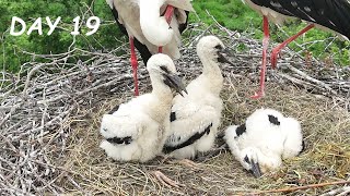 Parents wake up their baby storks  Drone video day 19  Stork family from air [upl. by Monah440]