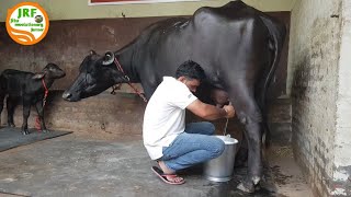 👍ये हैं वो Pawan Sir जिनकी मुर्राह भैंस ने ब्रीडरों को Milking Competition में धूल चटाई थी👍 [upl. by Phaedra47]