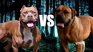 Pitbull VS Boerboel  PELEA DEFINITIVA [upl. by Aliuqahs284]