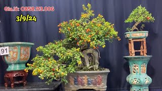 Chào bán hải châu bonsai và gốm sứ chậu cảnh honđa bonsai [upl. by Mozza96]