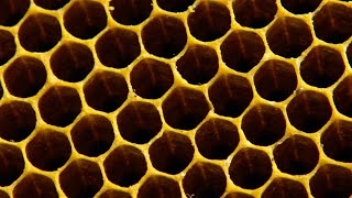 Why do bees build hexagonal honeycombs  Forces of Nature with Brian Cox Episode 1  BBC One [upl. by Nnylimaj186]