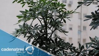 Beneficios de la ruda  Ruda planta medicinal [upl. by Modesta]