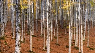 Cansiglio  il bosco dei Dogi [upl. by Skipton]