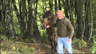 Animaux  Le quotidien dun véterinaire de campagne du Cantal [upl. by Ballou]