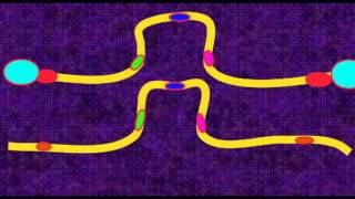 GENETICS 3 CHROMOSOMES PERICENTRIC PARACENTRIC INVERSIONS [upl. by Eneladgam]