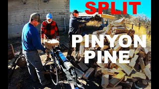 SPLITTING Pinyon Pine in New Mexico for Firewood  553 [upl. by Ritz461]