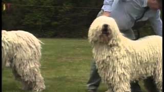 Komondor  AKC Dog Breed Series [upl. by Esilrahc]