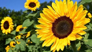 How to Plant Sunflower Seeds  How to Germinate Sunflower [upl. by Lamori80]