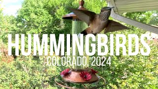 HUMMINGBIRDS  COLORADO 2024  SLOWMOTION GOPRO [upl. by Stearne]