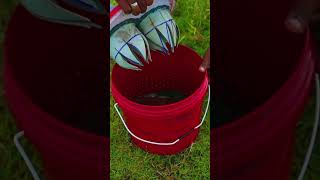 Bucket 🪣 Fish Trap 🤯 அட இது தெரியாம போச்சே shorts [upl. by Ahsener]