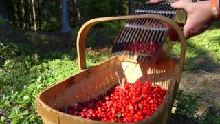 IKEA Swedish Lingonberries  A Living Tradition [upl. by Decker]