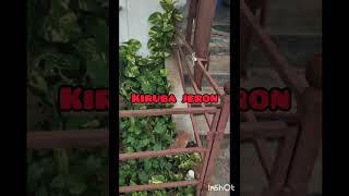 Kiruba Jeron Garden part 1 [upl. by Lot]