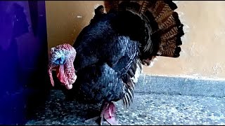 Wild turkey Birds Video Wild turkeyBirds viral birds [upl. by Zephaniah]