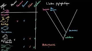 Comprendre et construire des arbres phylogénétiques [upl. by Mori]