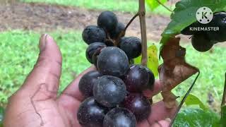 Picking Muscadines KinfolkFarmofGeorgia [upl. by Fowkes40]