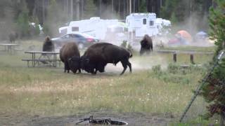 Combat Bison camping Yellowstone Aout 2010 [upl. by Muffin]