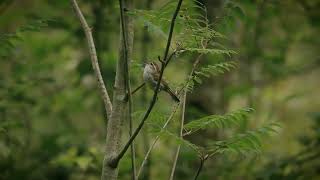 Sony FX30 Bewicks Wren Cinematic Film northvancouver pnw cinematic birds wildlifephotography [upl. by Gayl554]