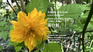 죽단화 Kerria japonica 야생화를 찾아서46 in search of wildflowers 대전 중구 아파트정원 Daejeon apartment garden [upl. by Eydie]