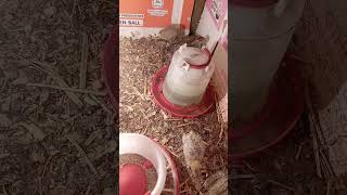 Quails Breading Setup please Like amp falow my Channel [upl. by Trainer]