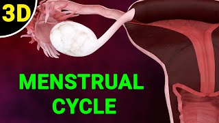 Menstrual Cycle Explained  Phases of the Menstrual Cycle  Ovulation Process [upl. by Kliman]