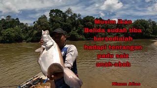 MUSIM IKAN BELIDA SUDAH TIBABERSEDIALAH HADAPI TENTANGAN PADU SAIZ ABAHABAH [upl. by Aihsikal]