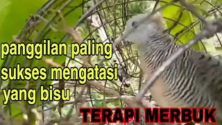 Merbuk Betina Paling Ampuh Memanggil Jantan [upl. by Fotinas251]