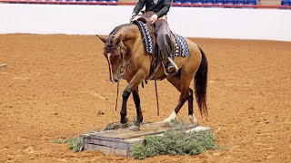 2024 The Fort Worth Mustang Show Trail Class [upl. by Hurless]