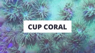 Cup Coral Turbinaria Fragging 101 [upl. by Olram]