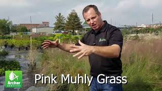 Pink Muhly Grass  Archer Services [upl. by Surazal627]