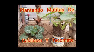 Plantando matitas de calabaza y tecomate [upl. by Kcirrez705]