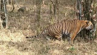 Bannerghatta national park tiger 🐅🐯 Safari [upl. by Niela]