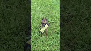 Chien quotLÂCHEquot sur commande SANS contact physique avec le maître malinois educationchien chien [upl. by Lonier]