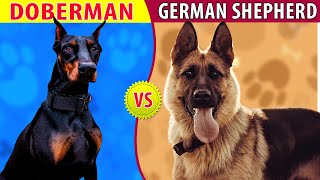 Doberman VS German Shepherd in Hindi [upl. by Zetrom]