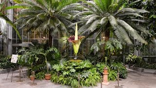 Corpse Flower Bloom Time Lapse  USBG [upl. by O'Mahony853]