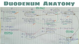 Duodenum Anatomy  5 Duodenum 4th Part Relation Chart  TCML [upl. by Tammie]