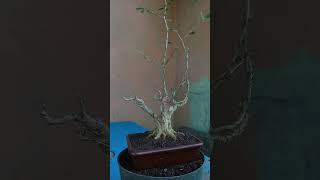 bonsai tropicalbonsai tree saengsimbur bluebells [upl. by Mongeau]