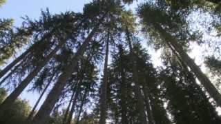 Trailer Foreste dItaliadocumentario ISPRA [upl. by Ahtera]