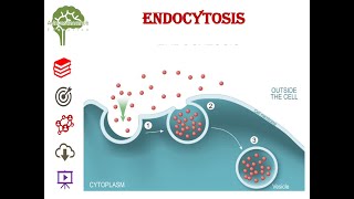 Endocytosis neet education youtuber youtubeshorts cell ugcnet csirugcnet csirnet [upl. by Doubler]