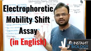 Electrophoretic Mobility Shift Assay EMSA [upl. by Scarlett]