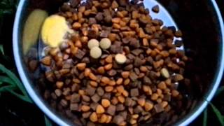 How to get a dog to eat dry dog food [upl. by Neoma619]