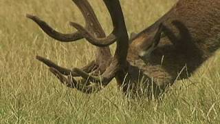 Irate man chases Fenton the dog in Richmond Park [upl. by Eramal]