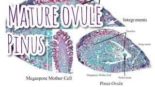 Structure of mature ovule of Pinus  Megasporangium  Gymnosperms [upl. by Nofpets]