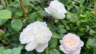 English Rose Garden  End of May Garden Tour  David Austin Roses  Perennials  Clematis  and more [upl. by Ellwood19]