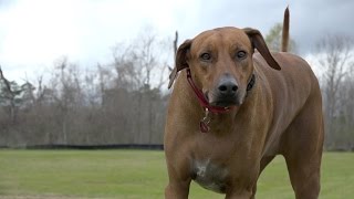 My HUGE Rhodesian Ridgeback Asher [upl. by Nadeen]