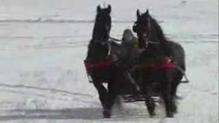 Friesian Horse Sleigh 2008 [upl. by Einahpet]