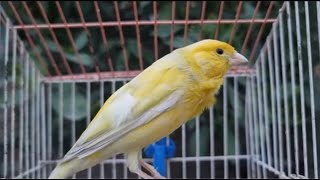 Canarys Most Powerful Song For Training  Yellow Canary Bird Singing Training [upl. by Kobylak336]