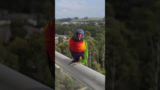 Rainbow Lorikeet on my Balcony Campbelltown Australia [upl. by Oderfodog52]