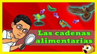 🌱🐇 ESTRUCTURA Y FUNCION DE LAS CADENAS ALIMENTARIAS 🐍🦅 [upl. by Eanat396]