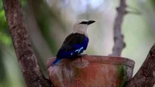 Blauwbuikscharrelaar Coracias cyanogaster Bluebellied Roller [upl. by Macintyre907]