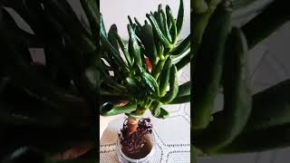 Sıcaklardan etkilenen Crassula Golluma Shrek Kulağı acil müdahale😔 plants cicek succulent [upl. by Diskson]